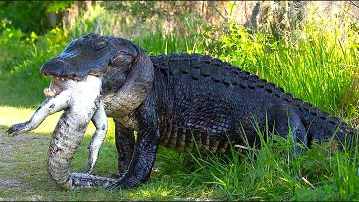 Крупнейший в мире крокодил продолжает расти. Эксперты считают это  «аномалией»